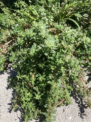 Dysphania pumilio