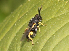 Brachymeria tibialis