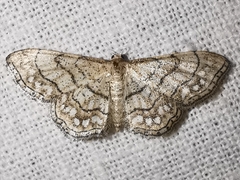 Idaea moniliata