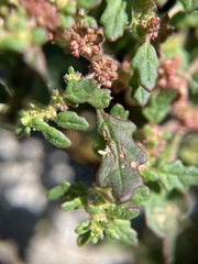 Dysphania pumilio