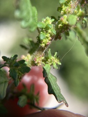 Dysphania pumilio