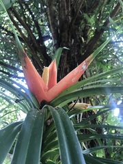 Freycinetia arborea