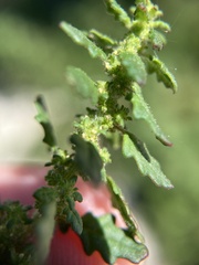 Dysphania pumilio