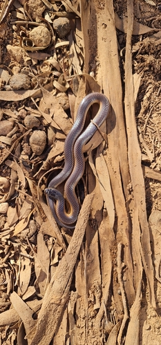 Black-naped Hooded Snake sighting