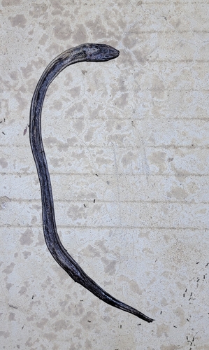 Asian Swamp Eel