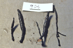 Xylaria scruposa