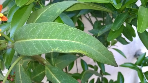 Asclepias curassavica