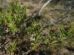 Oedera calycina