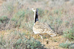 Chlamydotis macqueenii