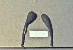 Xylaria schweinitzii