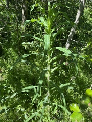 Sonchus palustris