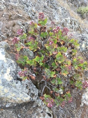 Munzothamnus blairii