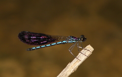 Aristocypha iridea
