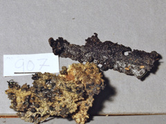 Xylaria atrosphaerica