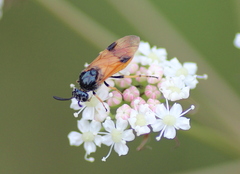 Arge melanochra