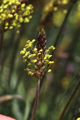 Plantago maritima serpentina