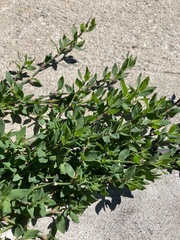 Polygonum aviculare