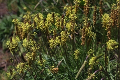 Plantago maritima serpentina