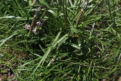 Plantago maritima serpentina