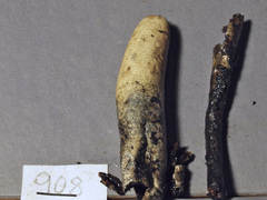 Xylaria enterogena