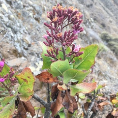 Munzothamnus blairii