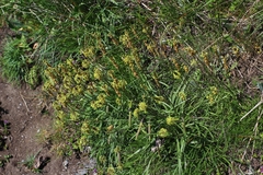 Plantago maritima serpentina