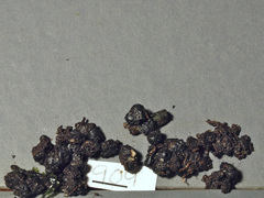 Xylaria atrosphaerica