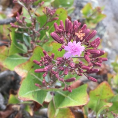Munzothamnus blairii