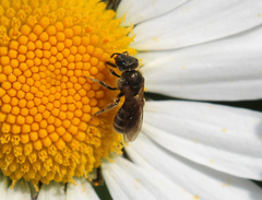 Halictus tumulorum