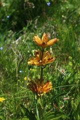 Gentiana