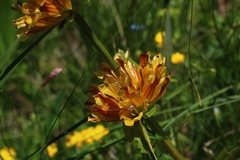 Gentiana
