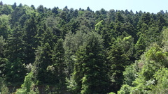 Abies × borisii-regis