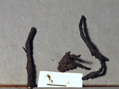 Xylaria ophiopoda