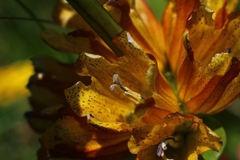 Gentiana