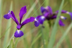 Iris reichenbachiana