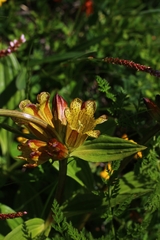 Gentiana