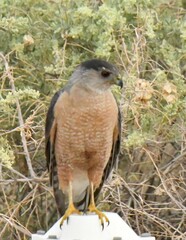 Accipiter cooperii