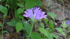 Campanula cervicaria