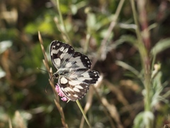 Melanargia galathea
