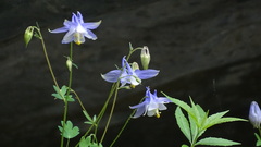 Aquilegia ottonis