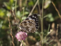 Melanargia galathea