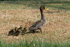 Yellow-Billed Duck photo 6