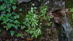 Pinguicula hirtiflora