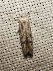 Tecmerium anthophaga