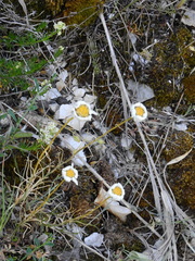 Leucanthemum burnatii