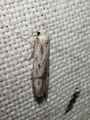 Tecmerium anthophaga