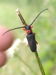 Phytoecia affinis