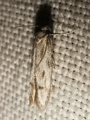 Tecmerium anthophaga