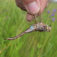 Anax parthenope