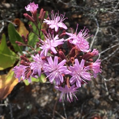 Munzothamnus blairii